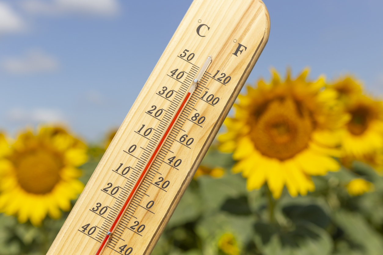 Thermometer with one hundred degree Fahrenheit, near forty degree Celsius, in front of blooming sunflower agricultural field outdoor on hot sunny summer day.